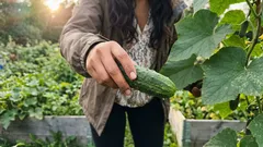 Kolme mehiläispölytteistä avomaankurkkua, jotka kestävät kesän oikut – ja niksit, joilla vältät yleisimmät virheet