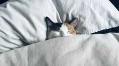 Unohda unettomuus: 8 käytännön tapaa nukahtaa nopeammin yöllä