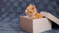 Et ikinä arvaa, miksi kissat rakastavat pahvilaatikoita – ja miten ne voivat parantaa kissojen elämää