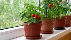 Viisi helppohoitoista kasvia pienen parvekkeen tai ikkunalaudan viljelyyn