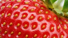 Harva tietää: mitä mansikan pienet siemenet ovat ja mihin niitä tarvitaan