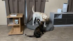 Miksi kissat haluavat jatkuvasti tapella koirien kanssa?