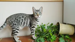 Miksi kissat pudottavat tavaroita lattialle? 5 syytä tähän ärsyttävään tapaan