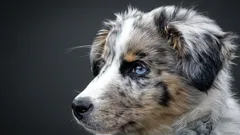 Mikä koira on helpoin kouluttaa ja sopii perheelle?