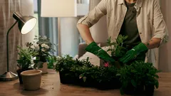 Huonekasvien uudelleenistutus: 5 merkkiä siitä, että kasvisi tarvitsee suuremman ruukun