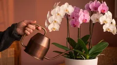 Yleisin virhe huonekasvien hoidossa, jonka lähes jokainen tekee