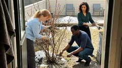 Punaherukan kevätleikkaus: missä sato oikeasti muodostuu – ja miksi latvoja ei typistetä