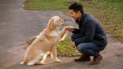 Miten koirat valitsevat perheen ”pääihmisen”: 10 hienovaraista vivahdetta