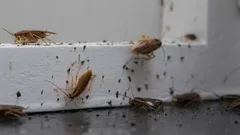 Koskaan ei tiedä, milloin ne ilmestyvät, joten on tärkeää tuntea torjuntakeinot etukäteen