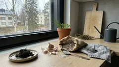 Kevään ratkaiseva ajoitus: valkosipulin lannoitus ja typen lopetus tiiviisiin kynsiin