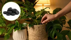 Elvytä mikä tahansa kukka: edullinen aktiivihiileen perustuva kasvilannoite